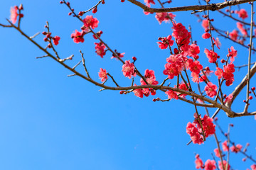 梅（plum）：Prunus mume	