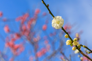梅（plum）：Prunus mume	