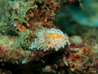 The amazing and mysterious underwater world of Indonesia, North Sulawesi, Manado, sea slug