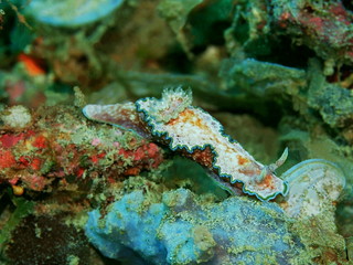The amazing and mysterious underwater world of Indonesia, North Sulawesi, Manado, sea slug