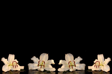 Obraz na płótnie Canvas beautiful photo, white Lily on a black background
