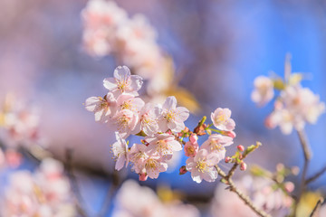 寒桜（カンザクラ）