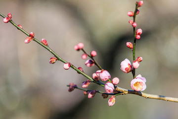 寒桜（カンザクラ）