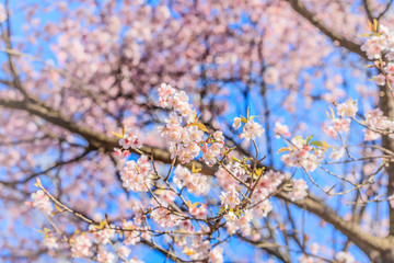 寒桜（カンザクラ）