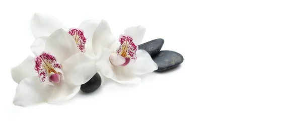 Foto op Aluminium mooie witte orchideeën geïsoleerd op een witte achtergrond met zwarte kiezels © coco
