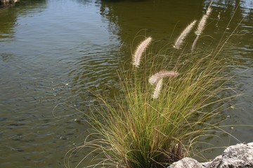 Portrait shot of grass flowers in on the shores of a pond