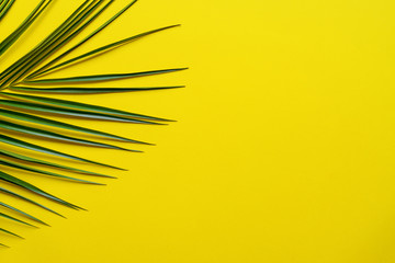 Minimal style tropical layout. Palm leaf on yellow background. Copy space for your text