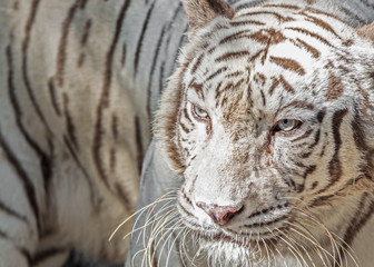 Close up White Bengal Tiger Isolated on Background