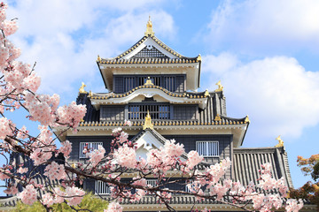 Okayama castle and blooming sakura branch, Okayama, Japan