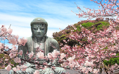 The Great Buddha and sakura flowers, Kotoku-in temple, Japan
