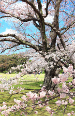 Sakura in Koishikawa Korakuen garden, Okayama, Japan