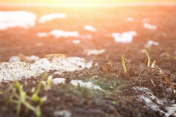 young green shoots leaves of flowers in early spring in land in rays of dawn. concept hello spring postcard
