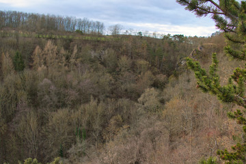 details in the czech forest in the winter