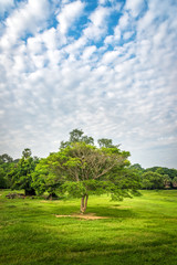 The scenery of an isolated tree with a beautiful sky.