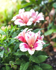 fleurs colorées mariage
