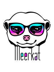 Stylish meerkat in bright sunglasses