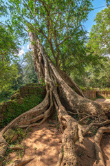 View of tree root with clear blue sky, Ta Prohm temple ruins, Angkor, Cambodia.