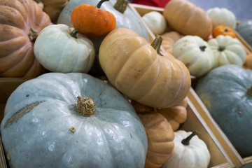 Various pumpkins on a store counter.