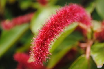 Close up of the tip of a red hot cattail, soft background