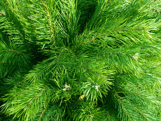 Christmas tree branches.