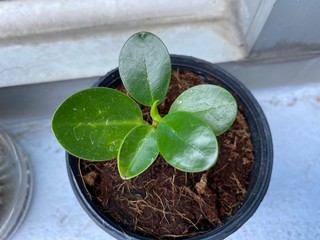 Golden Spoon, Ficus annulata Blume is a plant. This name is the accepted name of a species in the genus Ficus. This tree has many leaves. The shape are quite ellipse. There are light green