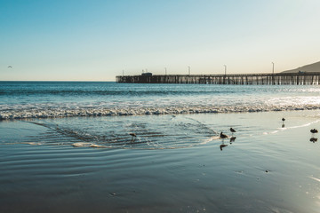 Avila Beach pier and flock of birds at sunset. Beautiful Central Coast of California
