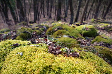 details in the czech forest in the winter