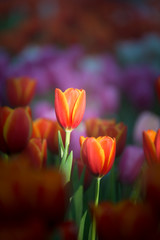 The scenery of close-up tulip flower in Chiang Rai, Thailand.