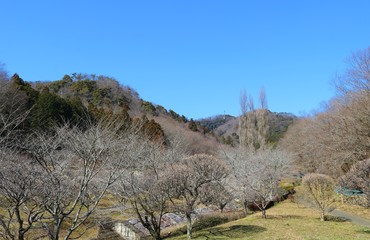 春　梅林　青空　道　風景　杤木