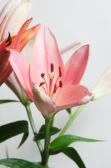 Pink lily flower over white
