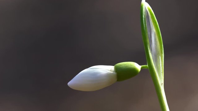 Snowdrop herald of spring in the natural ambience (Galanthus nivalis) - (4K)