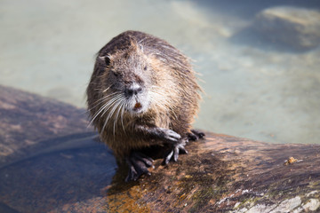 Bisamratte