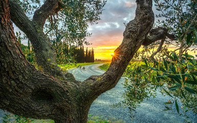 Olive tree branches and bark, country road at sunset. Casale Marittimo. Tuscany, Italy.