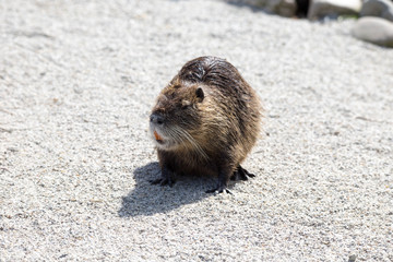 Bisamratte