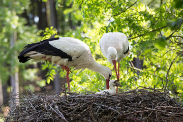 Störche im Nest