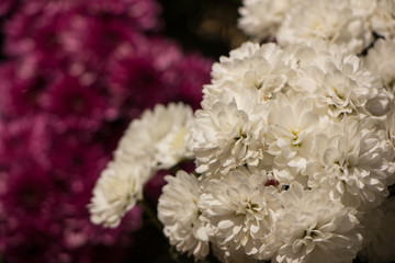 chrysanthemum flowers