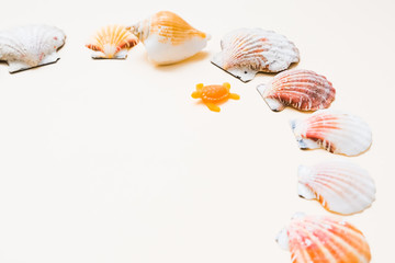 seashell frame with place for text on a light background