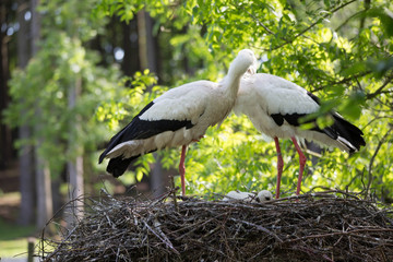 Störche im Nest