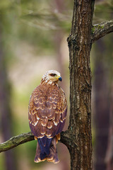 The red kite (Milvus milvus) sitting on the branch.A kite in a dense forest sitting with its back with a beautiful background.