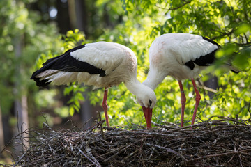 Störche im Nest