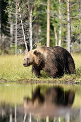 brown bear with reflection on water
