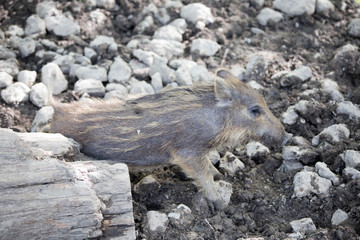 Junges Wildschwein