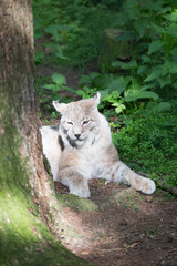 Luchs