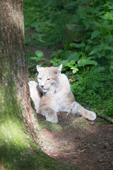 Luchs