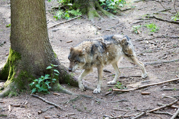 Wolf