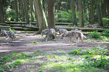 Fototapeta premium Wolf