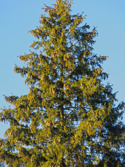 Obraz premium large green fir tree with hanging cones against a blue sky