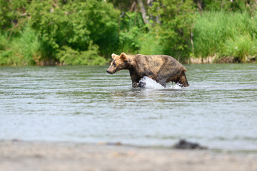 Ruling the landscape, brown bears of Kamchatka (Ursus arctos beringianus)