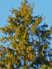 large green fir tree with hanging cones against a blue sky