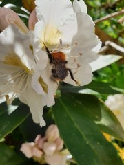 Flowers of Rhododenron in sunlight with wild bee